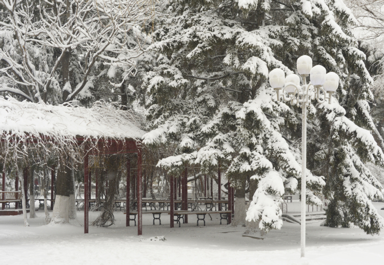 东北大学亭旁的雪松