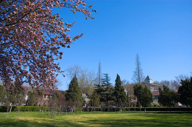 山东大学——春天的校园