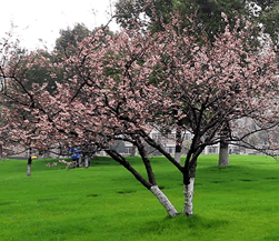 上海工程技术大学芳树有红樱1