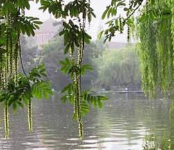 西子湖畔的浙大风景
